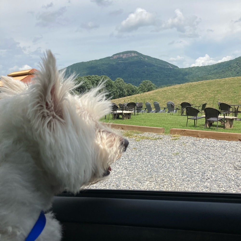 Meet your Posher, Debbie